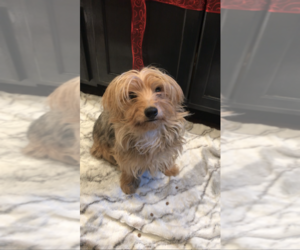 Mother of the Yorkshire Terrier puppies born on 01/04/2022