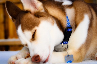 Siberian Husky Puppy for sale in MOUNT HOLLY, NJ, USA