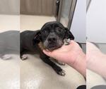 Small Labbe