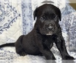 Image preview for Ad Listing. Nickname: Zues