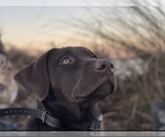 Small Photo #6 Labrador Retriever Puppy For Sale in HEMPSTEAD, TX, USA