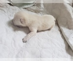Small Photo #67 Labrador Retriever Puppy For Sale in NEW LENOX, IL, USA
