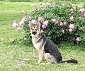 Mother of the German Shepherd Dog-Siberian Husky Mix puppies born on 08/22/2019