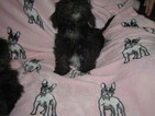 Small Photo #12 Havashire Puppy For Sale in CONROE, TX, USA