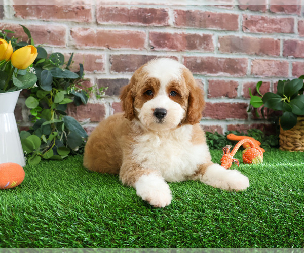Medium Photo #7 Goldendoodle mix (+ Poodle Miniature) Puppy For Sale in SYRACUSE, IN, USA