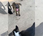 Small #1 Labrador Retriever Mix