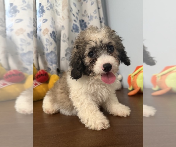 Medium Photo #20 Cockapoo (Miniature) Puppy For Sale in DURHAM, CT, USA