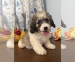 Litter of 4 - Male(s) and Female(s) Cockapoo (Miniature)Litter of Puppies for Sale - Photo #20
