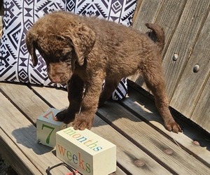 Chesapeake Bay Retriever Puppy for sale in MERLIN, OR, USA