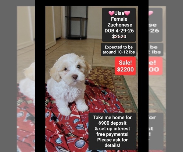 Medium Photo #1 Havanese-Zuchon Mix Puppy For Sale in TUCSON, AZ, USA