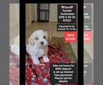 Small Havanese-Zuchon Mix
