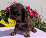 Small #8 Cocker Spaniel