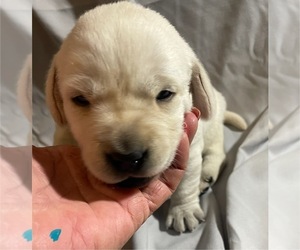 Labrador Retriever Puppy for sale in OSYKA, MS, USA