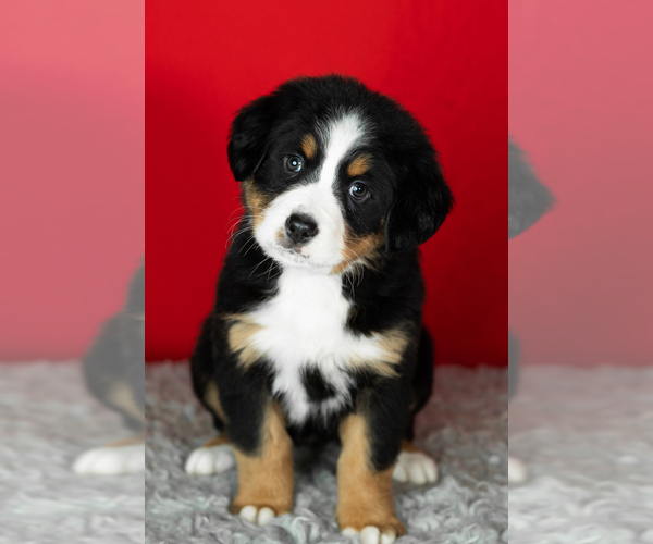 Medium Photo #35 Bernese Mountain Dog Puppy For Sale in MILLERSBURG, IN, USA