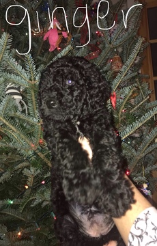 Medium Photo #6 Poodle (Standard) Puppy For Sale in TRYON, NC, USA
