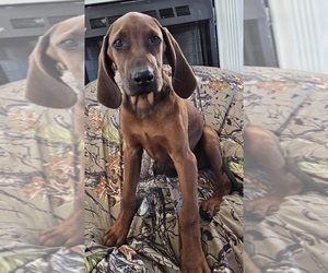 Medium Redbone Coonhound