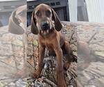 Puppy 3 Redbone Coonhound