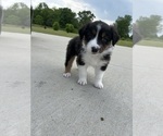 Small #2 Australian Shepherd