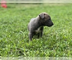 Puppy 8 American Bully-American Pit Bull Terrier Mix