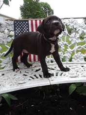 American Pit Bull Terrier Puppy for sale in ELIZABETHTOWN, PA, USA