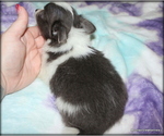 Puppy Longhair Chavez Chihuahua
