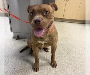American Bulldog-Unknown Mix Dogs for adoption in Riverside, CA, USA