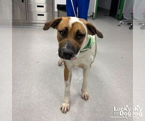 Mutt Dogs for adoption in Washington, DC, USA