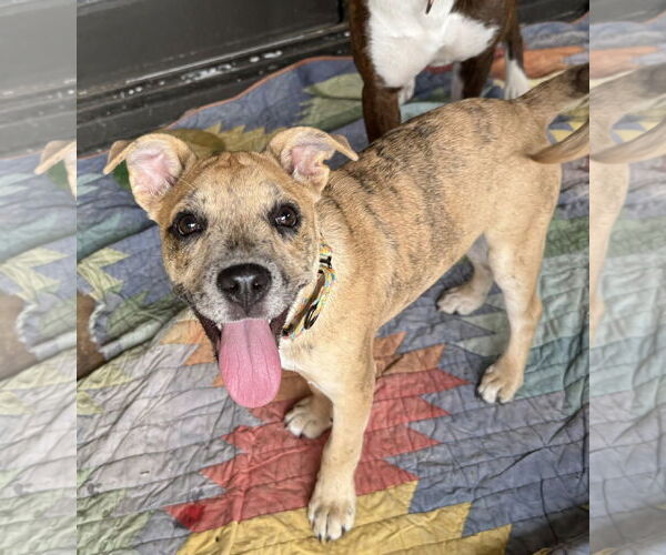 Medium Photo #4 Catahoula Leopard Dog-Staffordshire Bull Terrier Mix Puppy For Sale in Cave Creek, AZ, USA