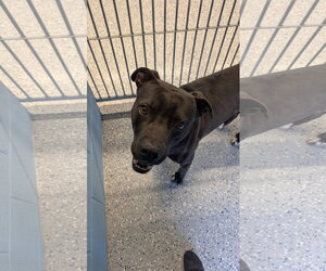 ONYX #2 - Male Mutt Dog for Adoption - Photo #3