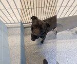 Small Photo #3 Mutt Puppy For Sale in Chandler, AZ, USA