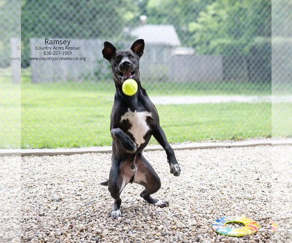 Medium Photo #4 Retriever -Unknown Mix Puppy For Sale in Manchester, MO, USA