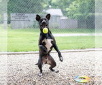 Small #3 Retriever  Mix