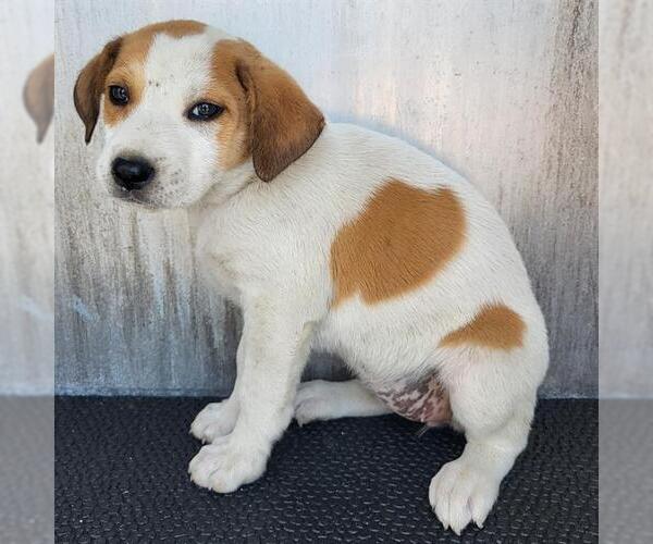 Medium Photo #1 Labrador Retriever-Unknown Mix Puppy For Sale in San Antonio, TX, USA