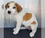 Small Labrador Retriever Mix
