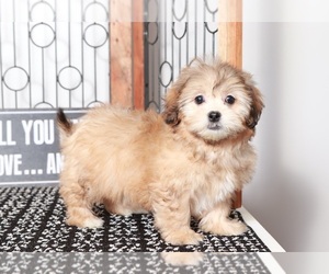 Zuchon Puppy for sale in NAPLES, FL, USA