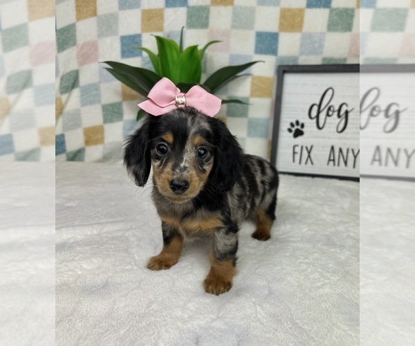 Medium Photo #7 Dachshund Puppy For Sale in FRANKLIN, IN, USA