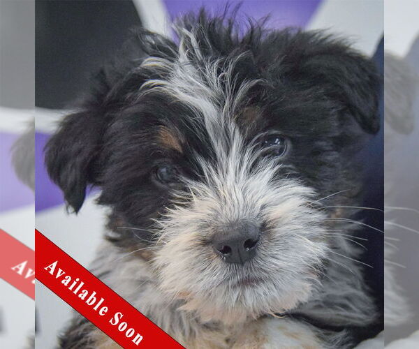 Medium Photo #1 Mutt Puppy For Sale in Huntley, IL, USA