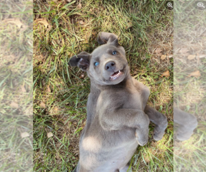 Labrador Retriever Puppy for sale in STUART, VA, USA