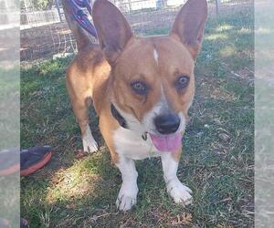 American Pit Bull Terrier-Pembroke Welsh Corgi Mix Dogs for adoption in Sacramento, CA, USA