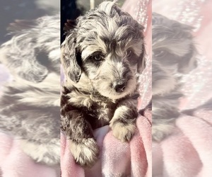 Aussiedoodle Miniature  Puppy for sale in VALRICO, FL, USA