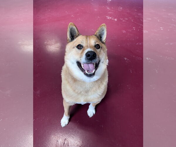 Medium Photo #6 Shiba Inu-Unknown Mix Puppy For Sale in Webster, WI, USA