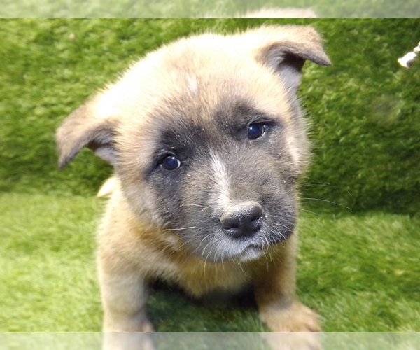 Medium Photo #1 Akita Puppy For Sale in ROLLA, MO, USA