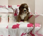 Small Photo #4 Cavapoo Puppy For Sale in SYLMAR, CA, USA