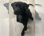 Small #5 Pointer-Rottweiler Mix