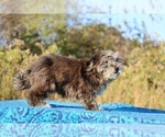 Small #28 ShihPoo