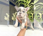 Small Photo #49 French Bulldog Puppy For Sale in SEATTLE, WA, USA