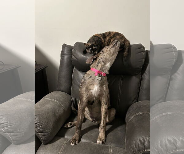 Medium Photo #4 Catahoula Leopard Dog-Unknown Mix Puppy For Sale in Newport Beach, CA, USA