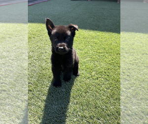 German Shepherd Dog Puppy for sale in LA TUNA CANYON, CA, USA
