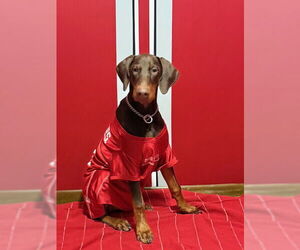 Doberman Pinscher Dogs for adoption in Aurora, OH, USA