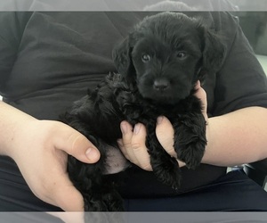 YorkiePoo Puppy for sale in NEW BRITAIN, CT, USA